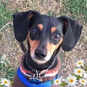 Meet your Posher, Robin